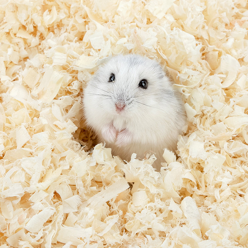 Niteangel Aspen Shavings