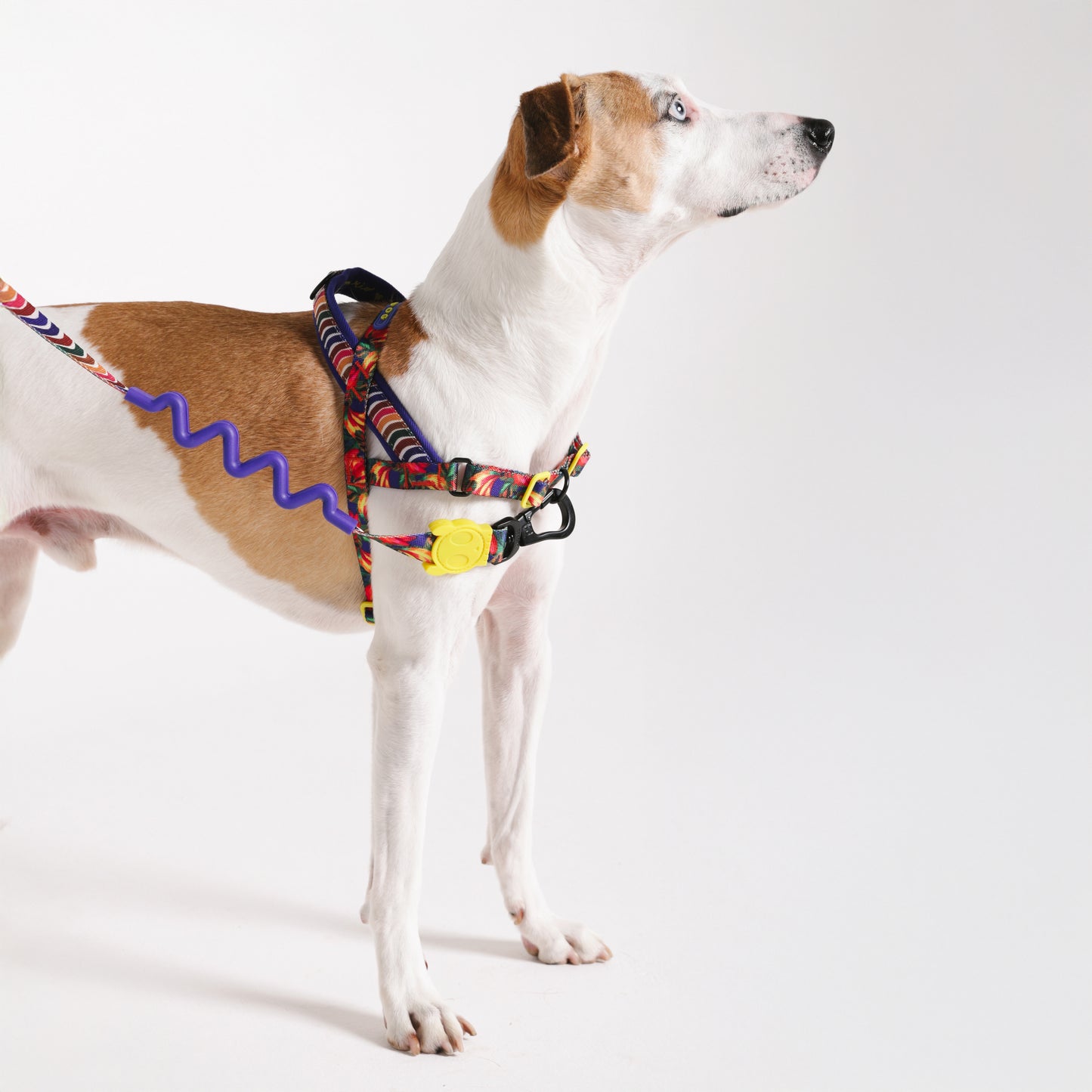 zee.dog x FARM Rio Samba Softer Walk Harness