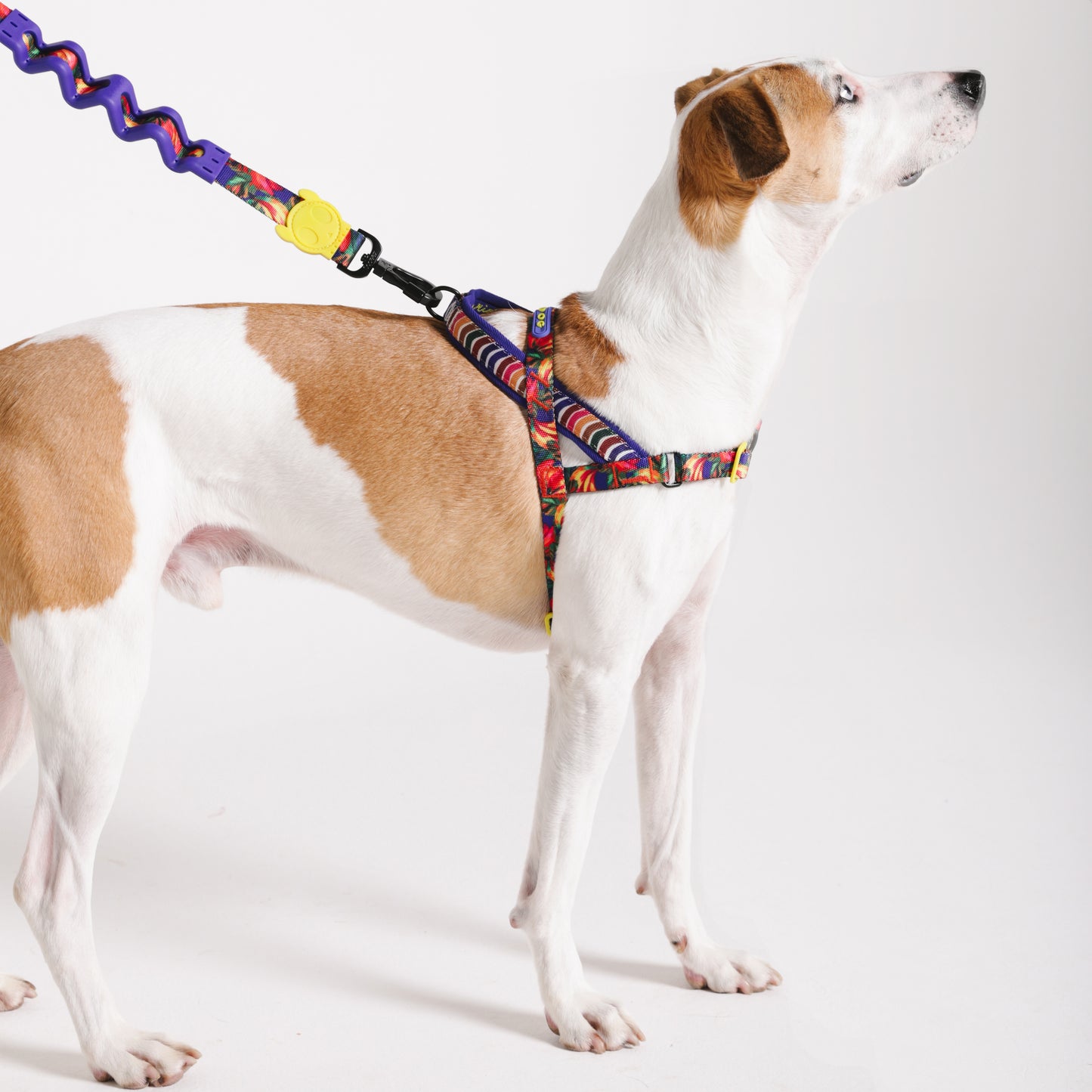 zee.dog x FARM Rio Samba Softer Walk Harness