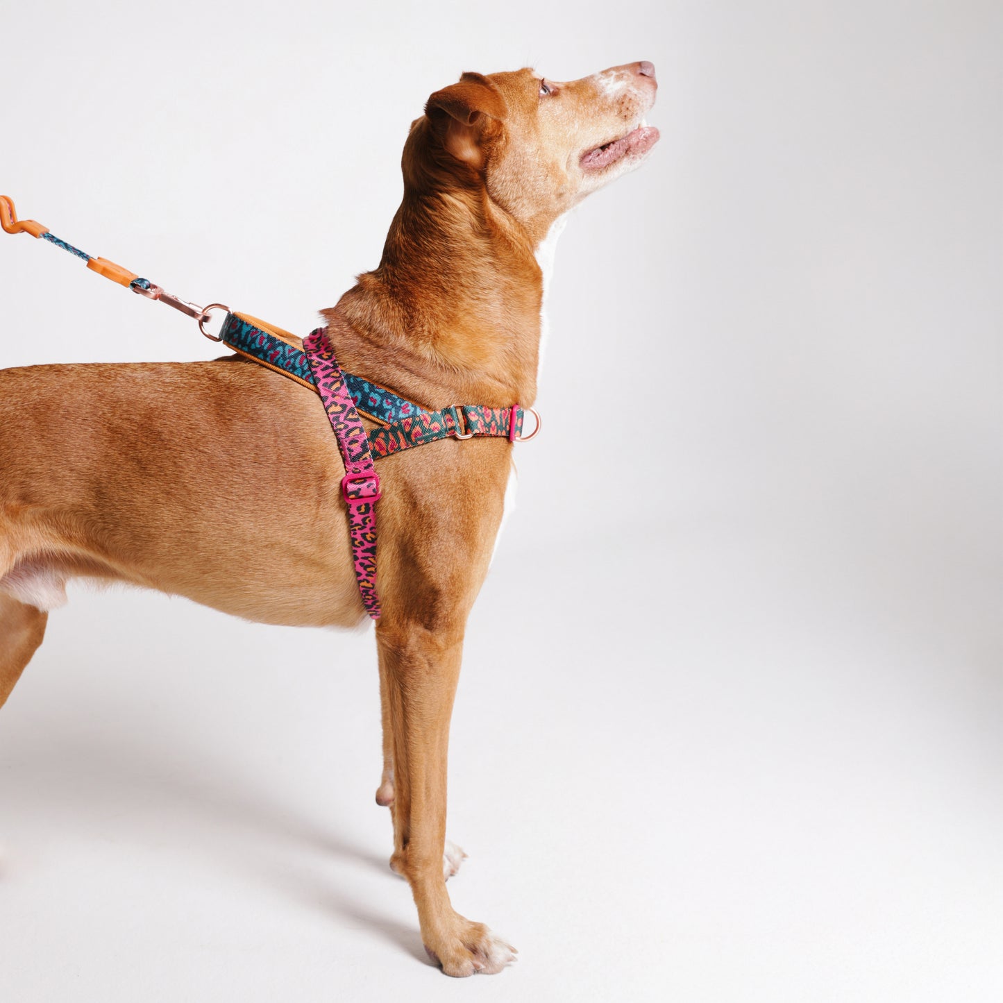 zee.dog x FARM Rio Selva Softer Walk Harness