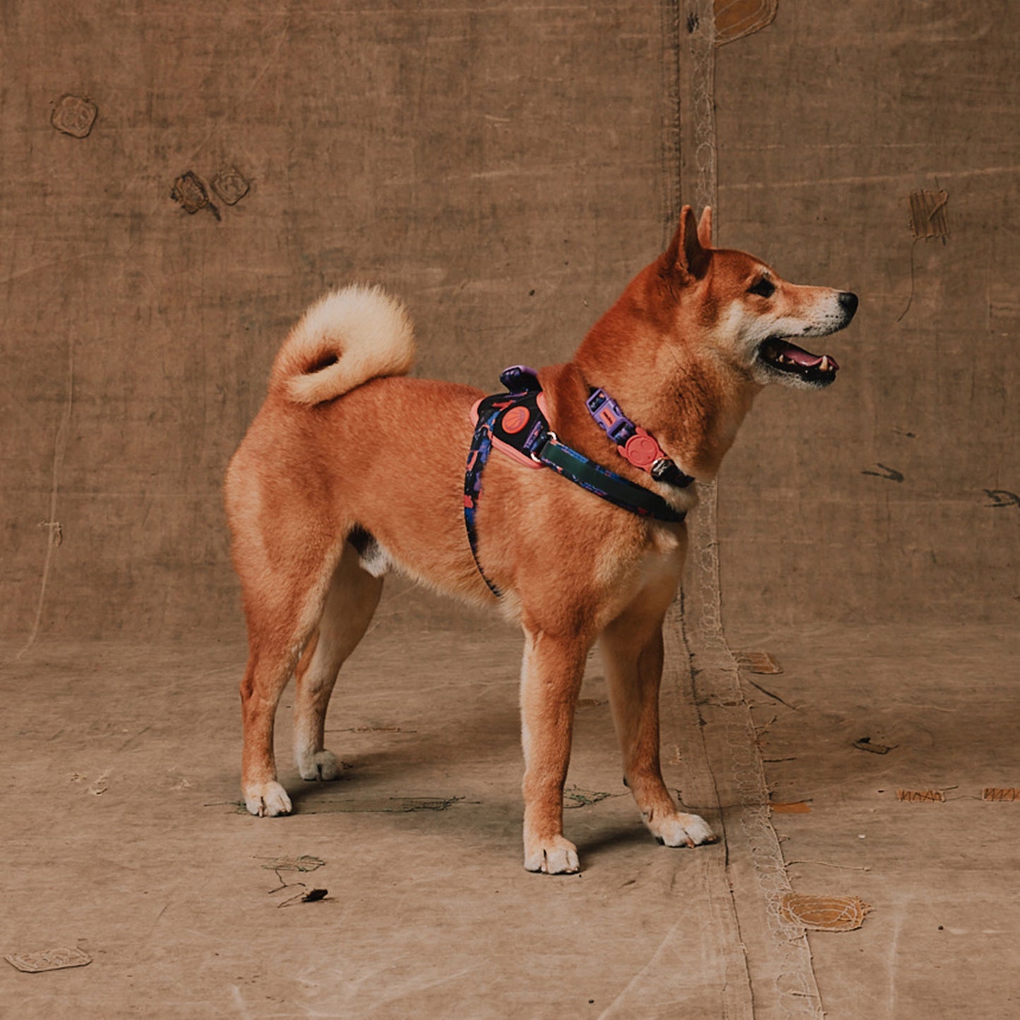 zee.dog Court Flyharness