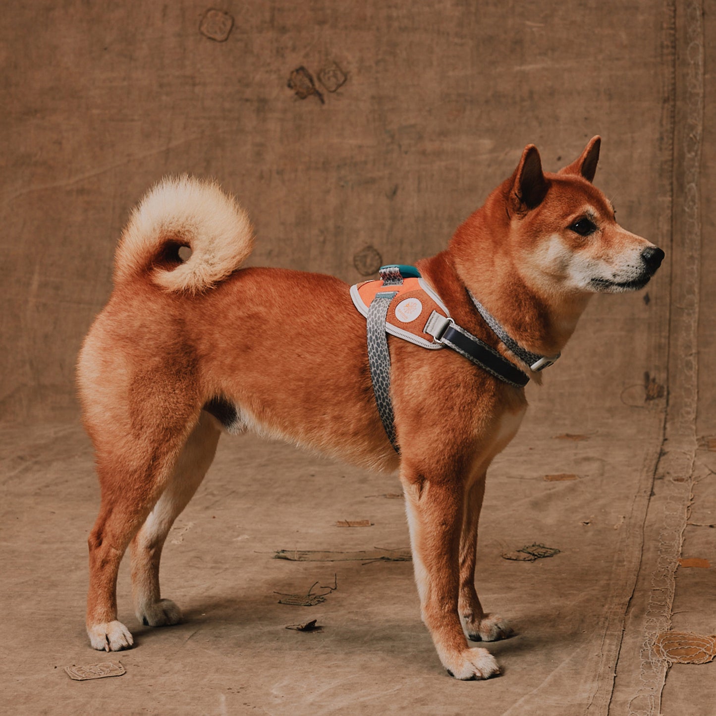 zee.dog Suede Flyharness